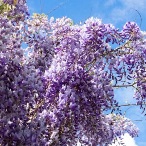 Wisteria Caroline