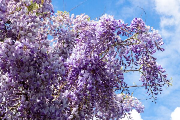 Wisteria Caroline