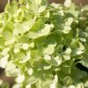 Hydrangea pan. 'mojito' - 7.5L