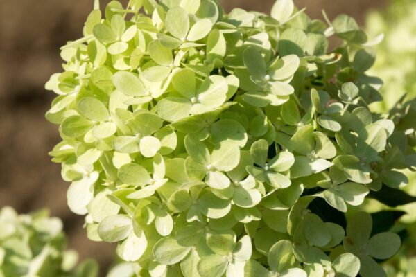 Hydrangea pan. 'mojito'