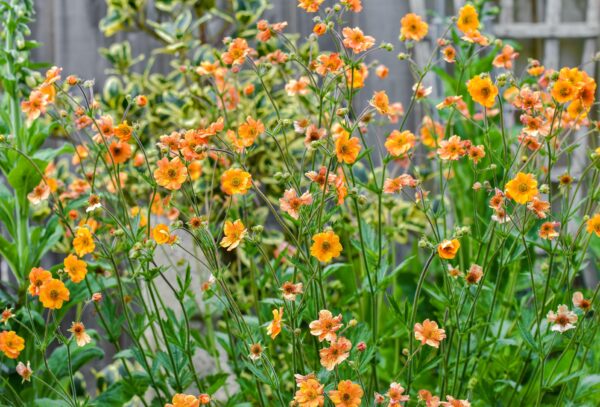 Geum 'totally tangerine'