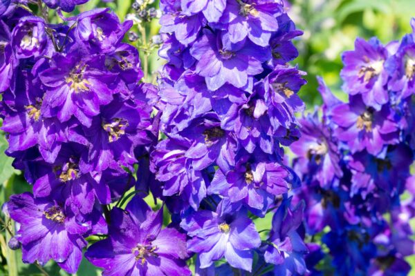 Delphinium 'dark blue dark bee'