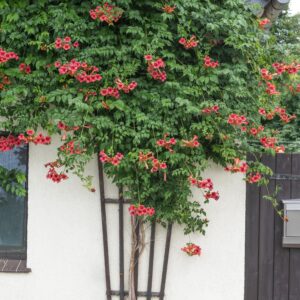 Campis 'flamenco'