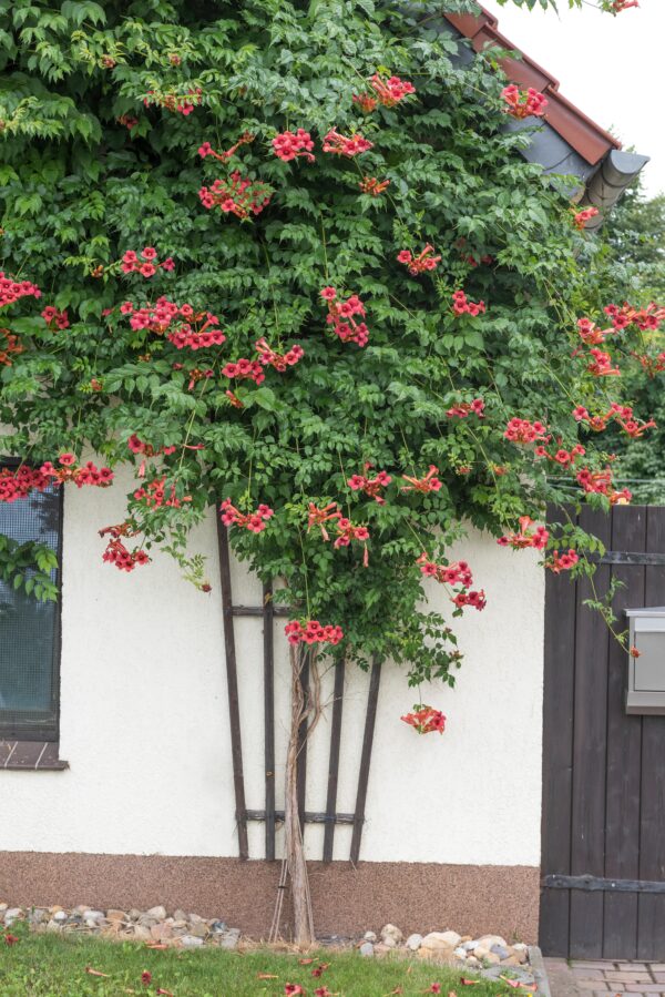 Campis 'flamenco'