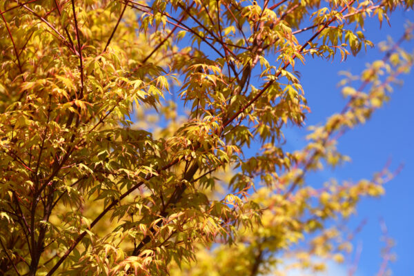 Acer palm 'ueno-yama'