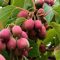 Actinidia Ananasnaya (Hardy Kiwi)