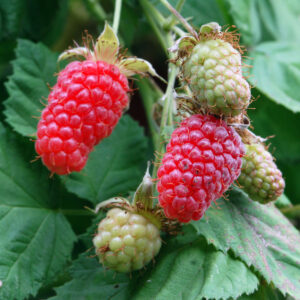 Rubus log. Loganberry