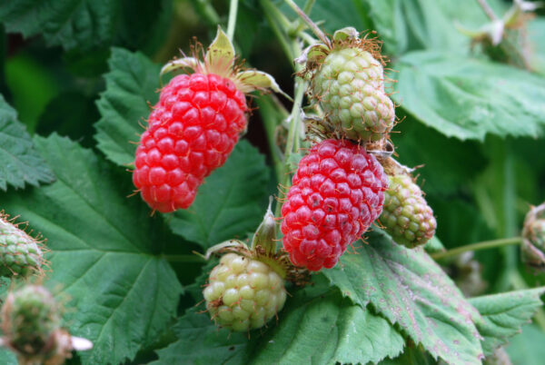 Rubus log. Loganberry