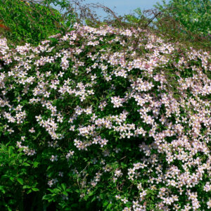 Clematis 'Elizabeth'