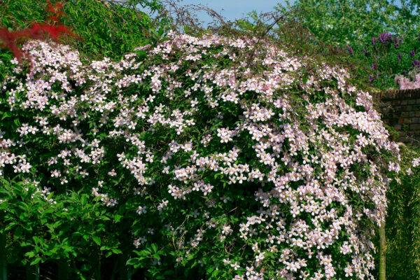 Clematis 'Elizabeth'