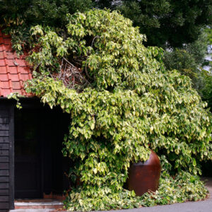 Hedera colchica 'dentata variegata'