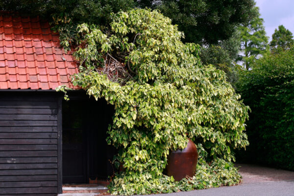 Hedera colchica 'dentata variegata'