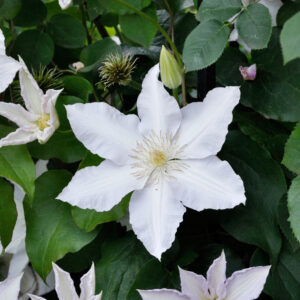 Clematis 'Gladys Picard'