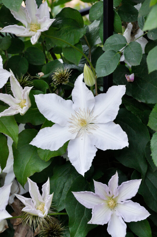 Clematis 'Gladys Picard'