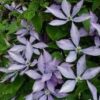 Clematis 'bagatelle' - 2L 80-100cm