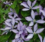 Clematis 'bagatelle'