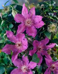 Clematis 'Kathleen Dunford'
