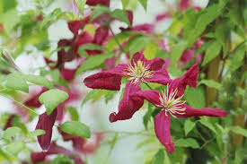 Clematis 'Madame Julia Correvon'