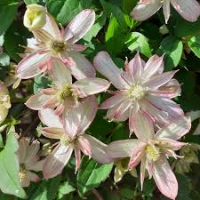 Clematis 'Marjorie'