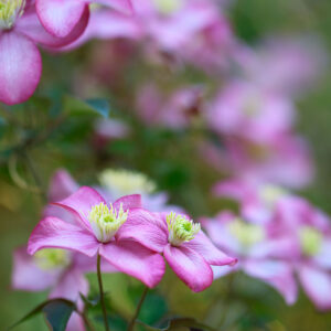 Clematis 'Freda'