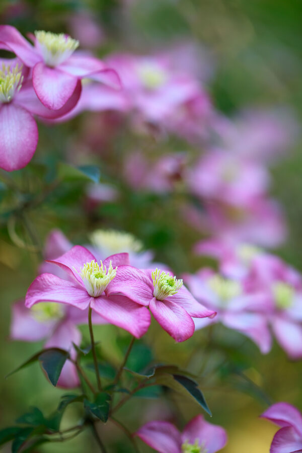 Clematis 'Freda'