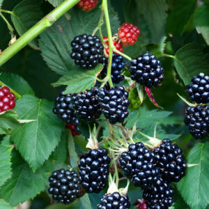 Rubus 'Chester' Thornless