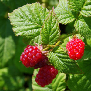 Rubus 'Tayberry'