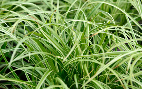 Carex morrowii 'silver sceptre'