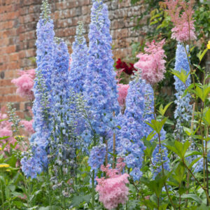 Delphinium Light Blue White Bee