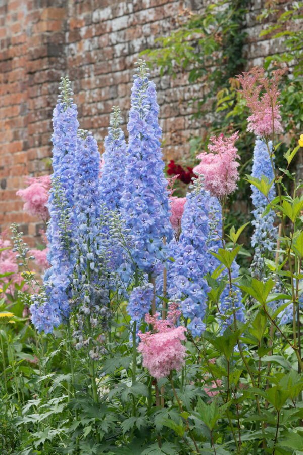 Delphinium Light Blue White Bee