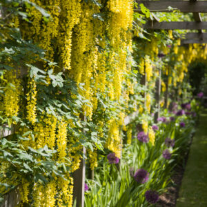 Laburnum anagyroids - trained as a climber