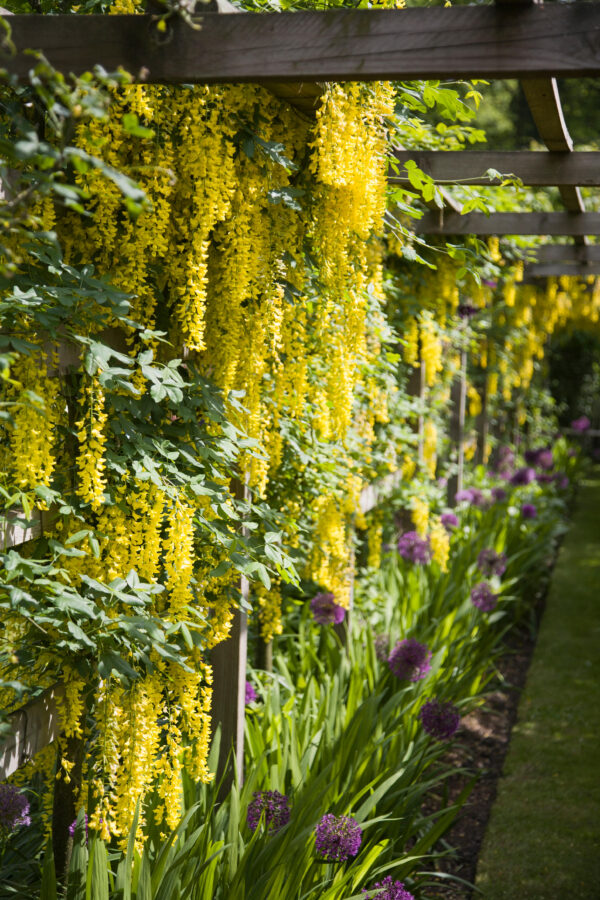Laburnum anagyroids - trained as a climber