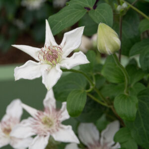 Clematis 'destiny'