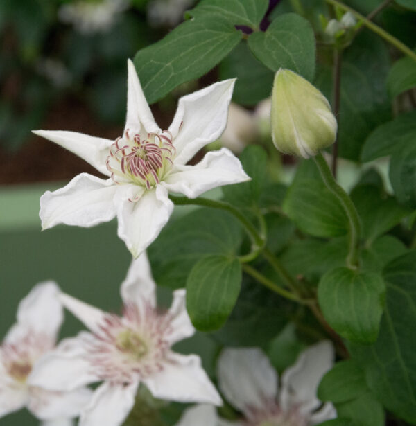 Clematis 'destiny'