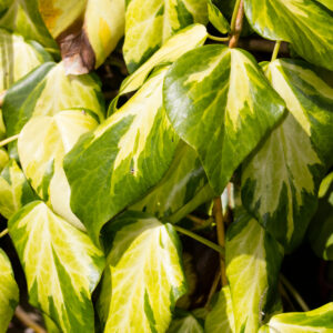 Hedera colchica 'sulphur heart'
