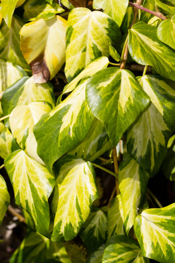 Hedera colchica 'sulphur heart'