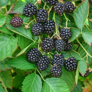 Rubus 'Loch Ness'