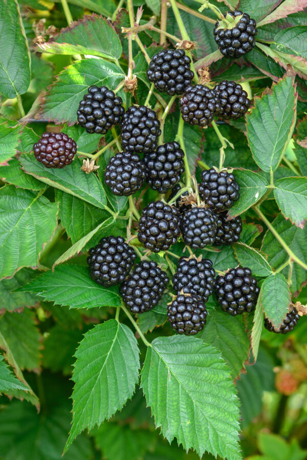 Rubus 'Loch Ness'