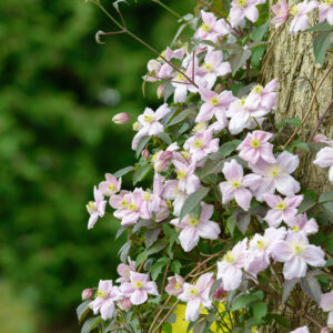 Clematis 'Mayleen'