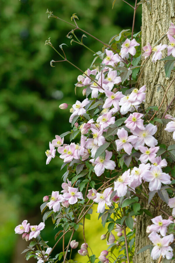 Clematis 'Mayleen'