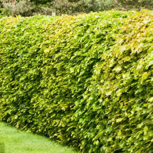 Fagus sylvatica / Beech hedging