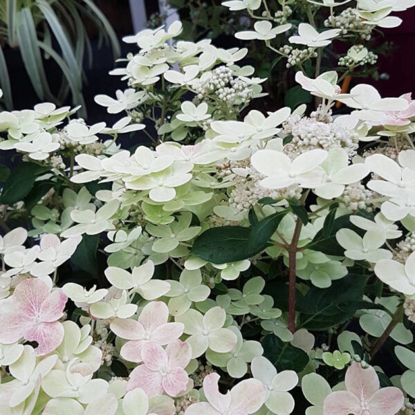 Hydrangea pan. 'polestar'