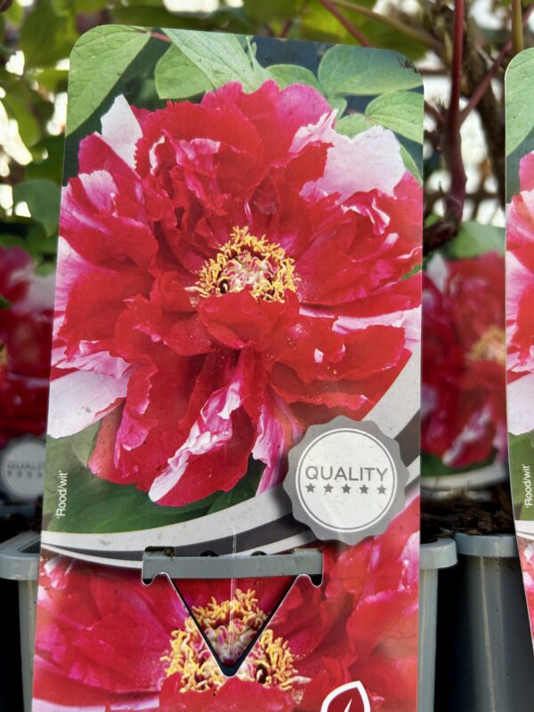 Paeonia suffruticosa/ Tree Peony - Image 2