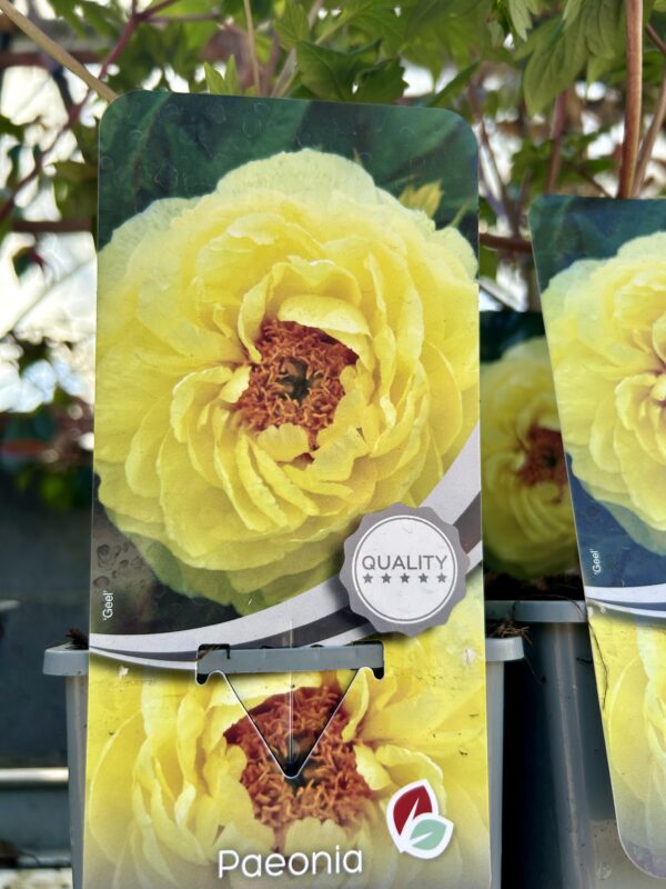 Paeonia suffruticosa/ Tree Peony - Image 3