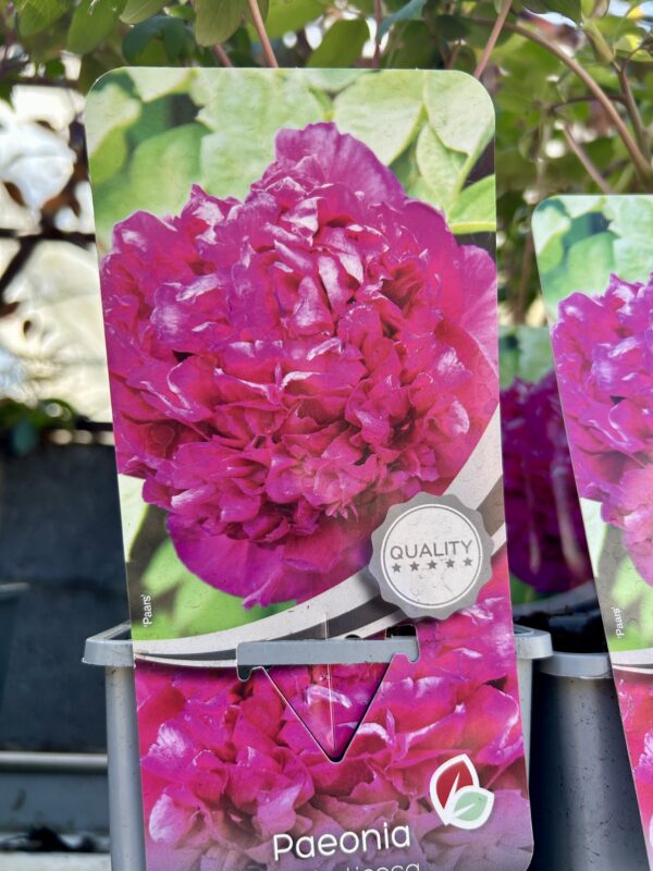 Paeonia suffruticosa/ Tree Peony - Image 4
