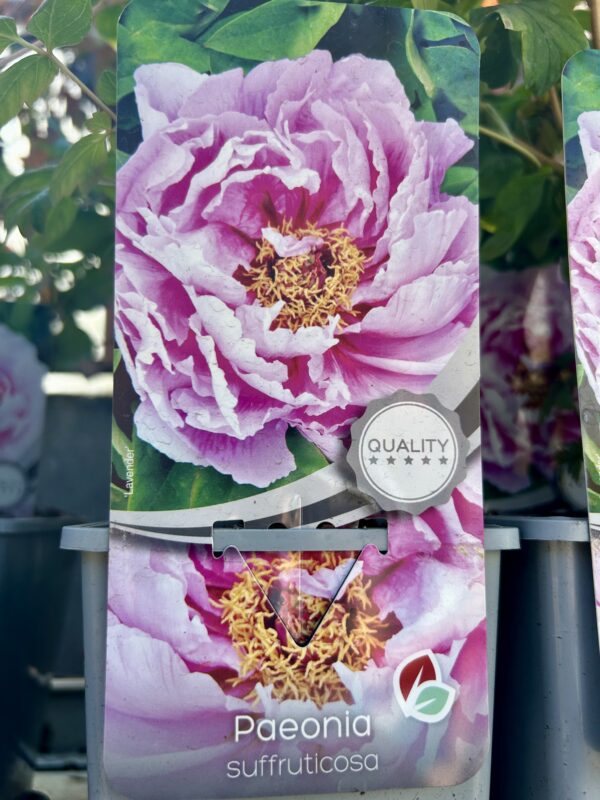 Paeonia suffruticosa/ Tree Peony - Image 5