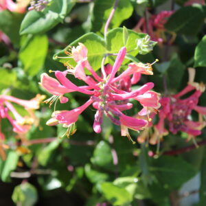 Lonicera 'American Beauty'