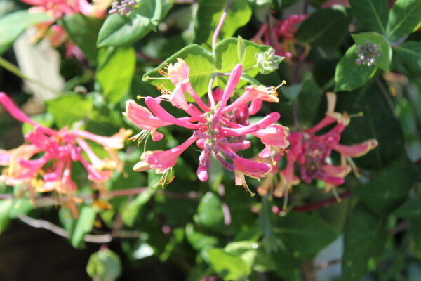 Lonicera 'American Beauty'