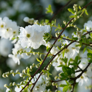 Exochorda 'The Bride'