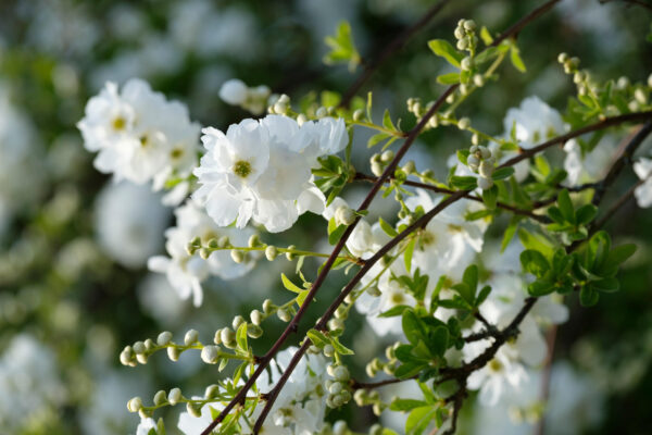 Exochorda 'The Bride'
